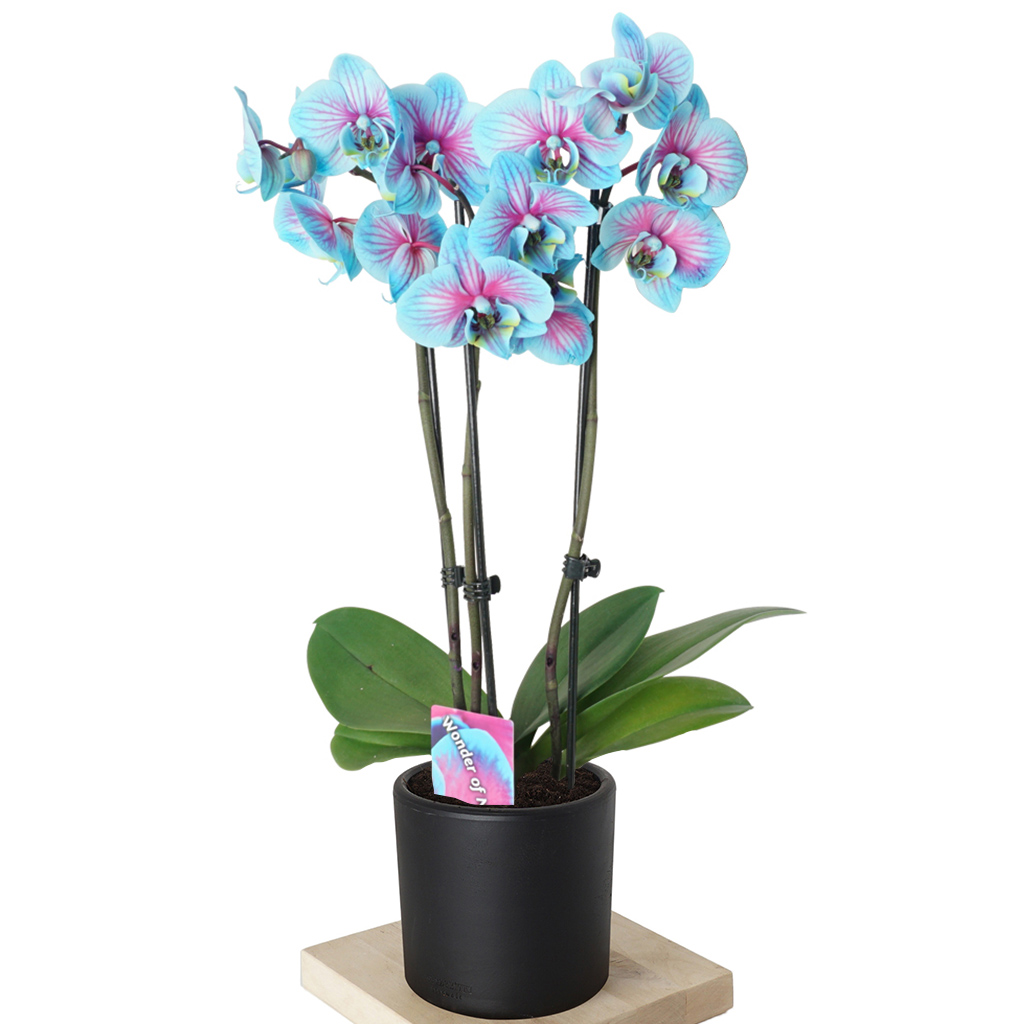 siyah saksıda alacalı mavi orkide