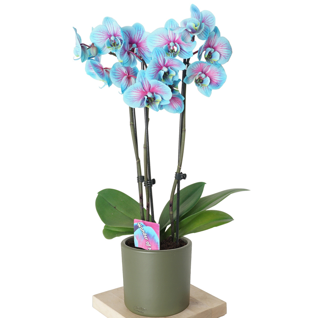 yeşil saksıda alacalı mavi orkide