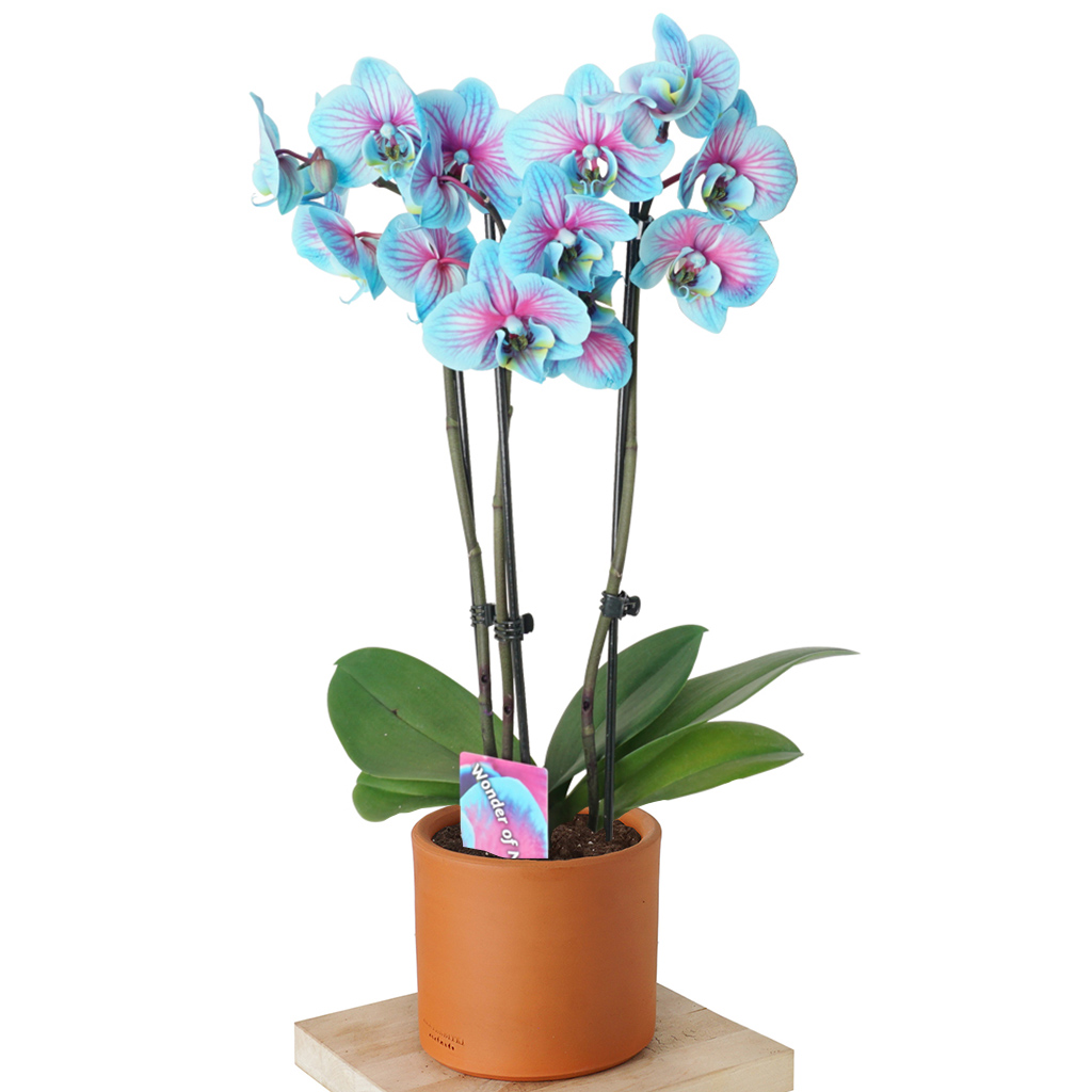 terracotta saksıda mavi orkide