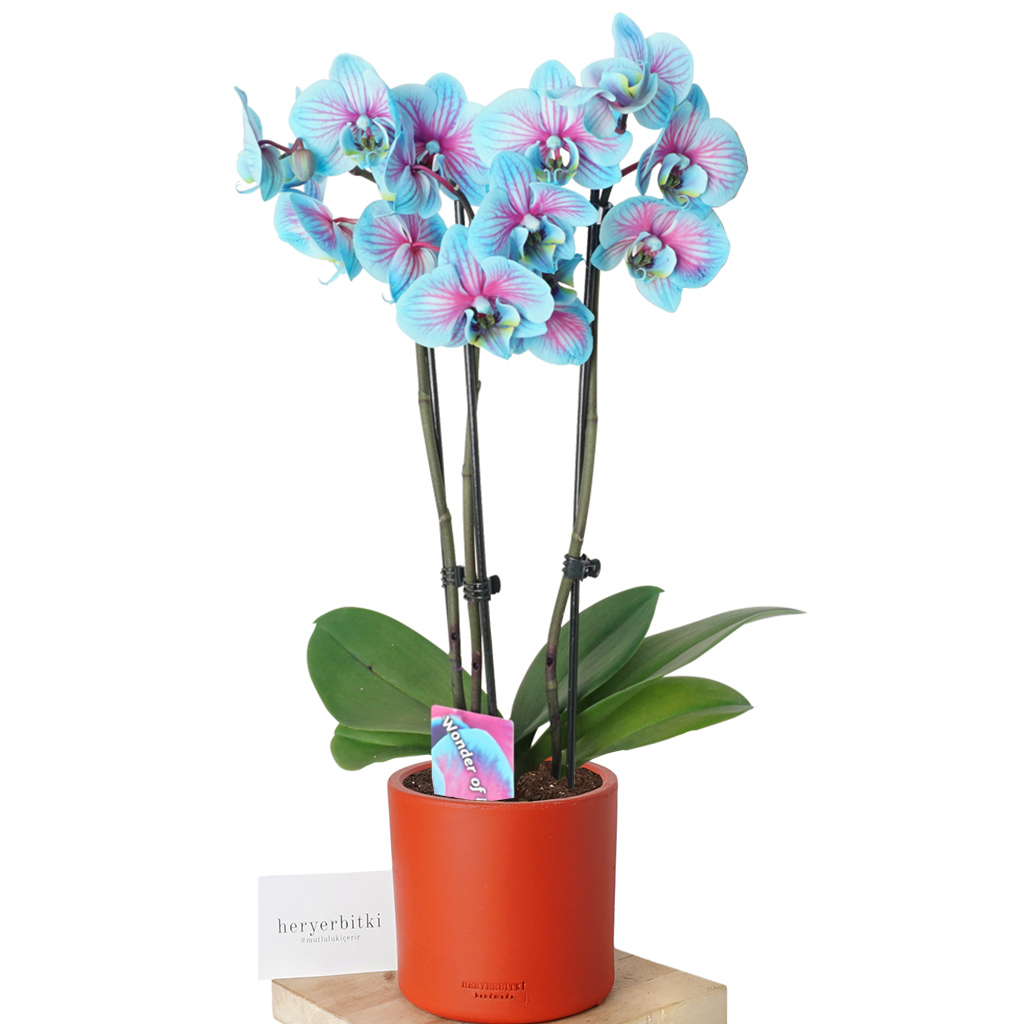 kırmızı saksıda alacalı mavi orkide