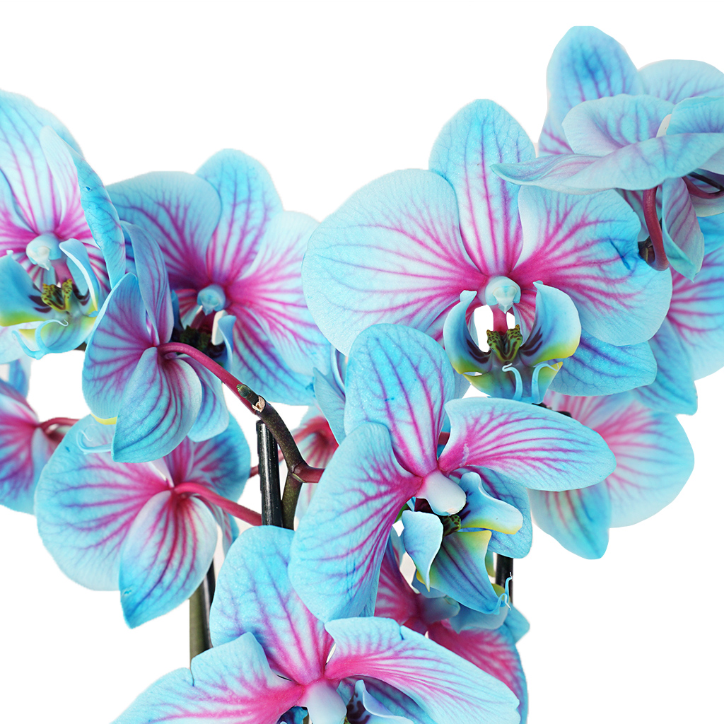 mavi orkide çiçeği