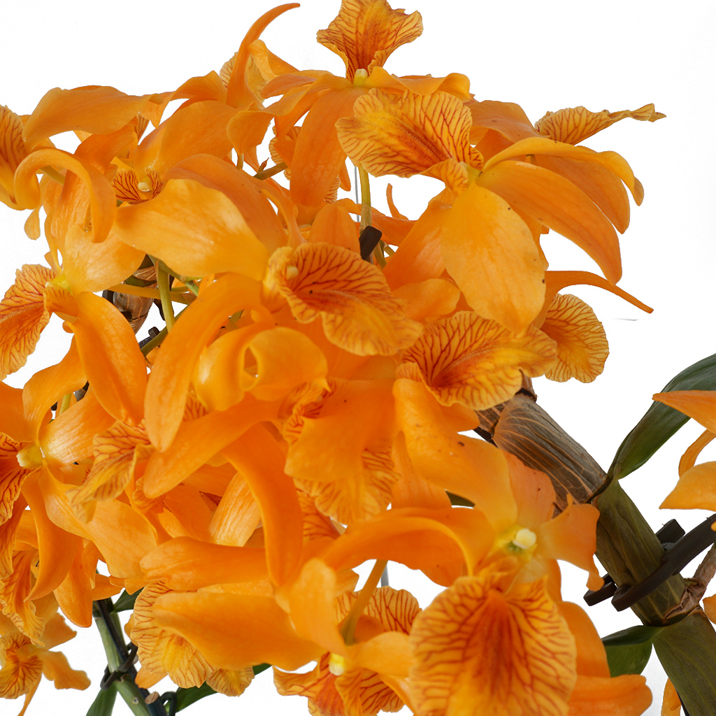 Orange Dendrobium (Kokulu Turuncu Orkide)