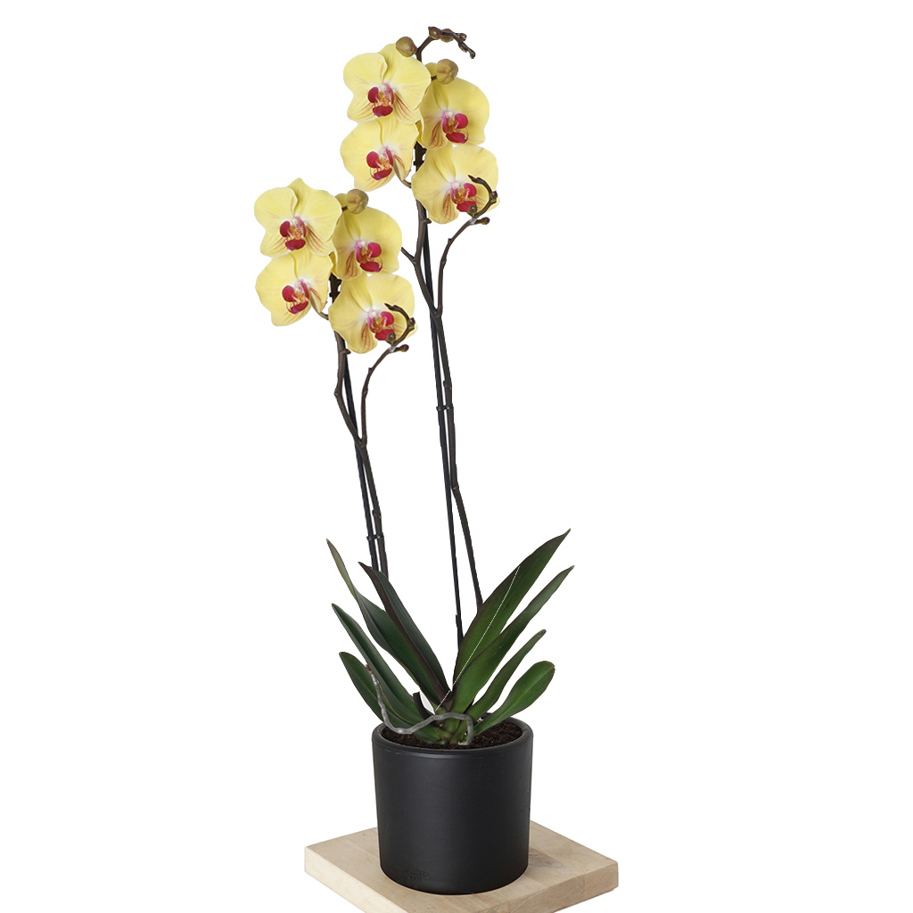 Phalaenopsis Yellow Orchid (Sarı Orkide)