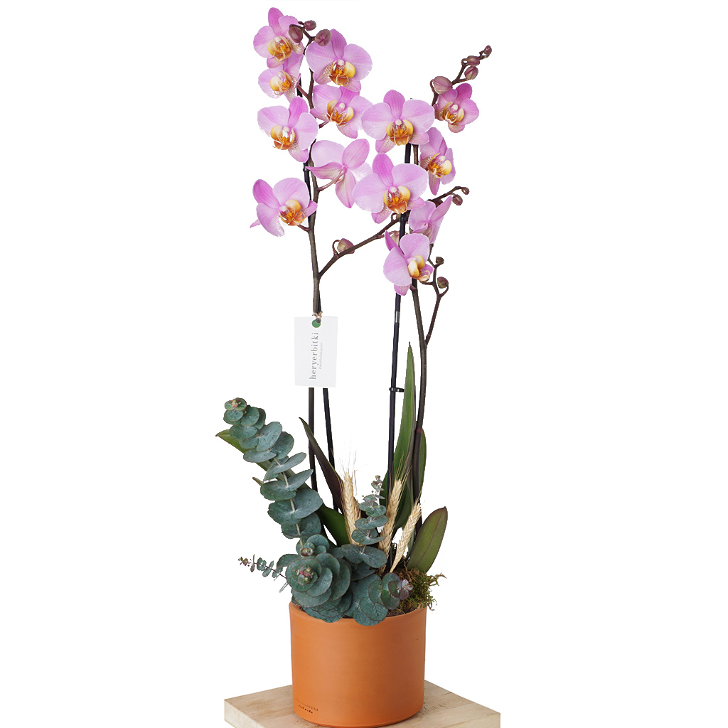 Pink Dream Orchid (Tasarım Pembe Orkide Aranjmanı)