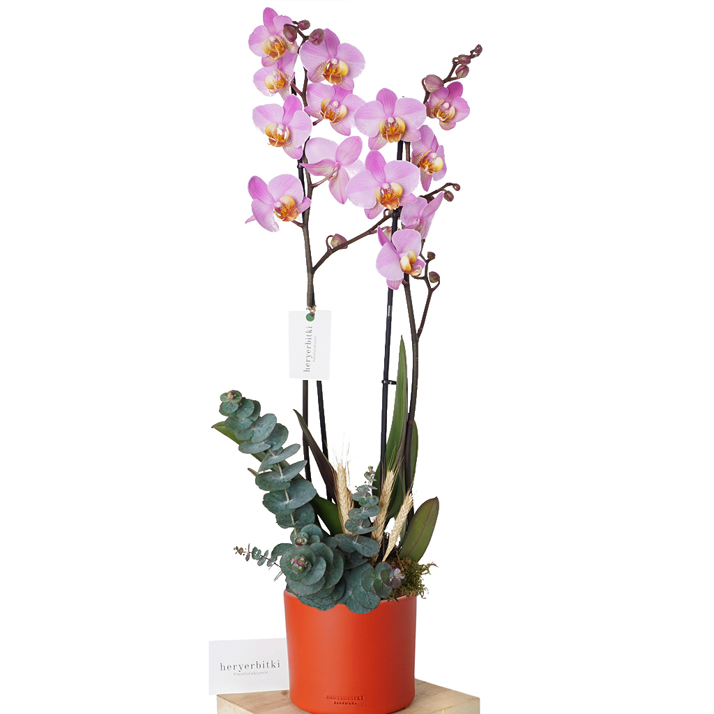 Pink Dream Orchid (Tasarım Pembe Orkide Aranjmanı)