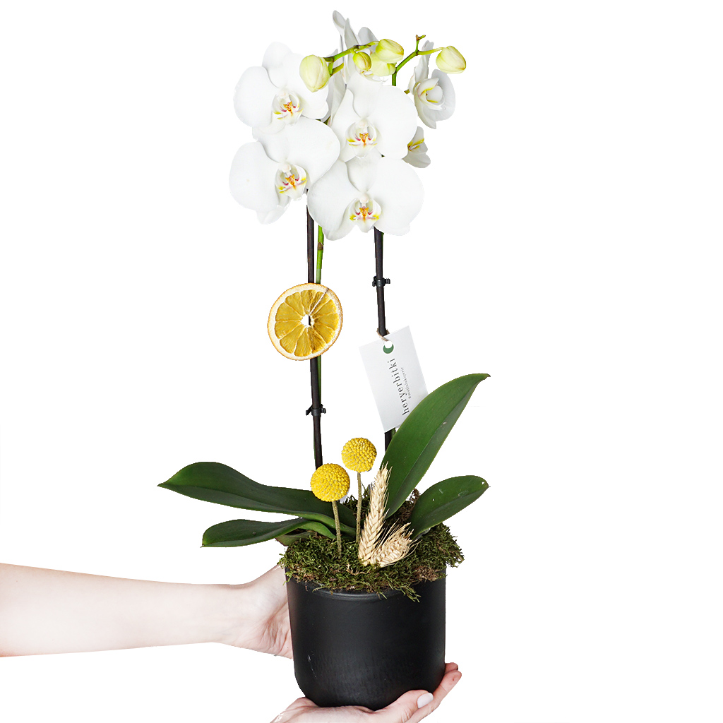beyaz tasarım orkide
