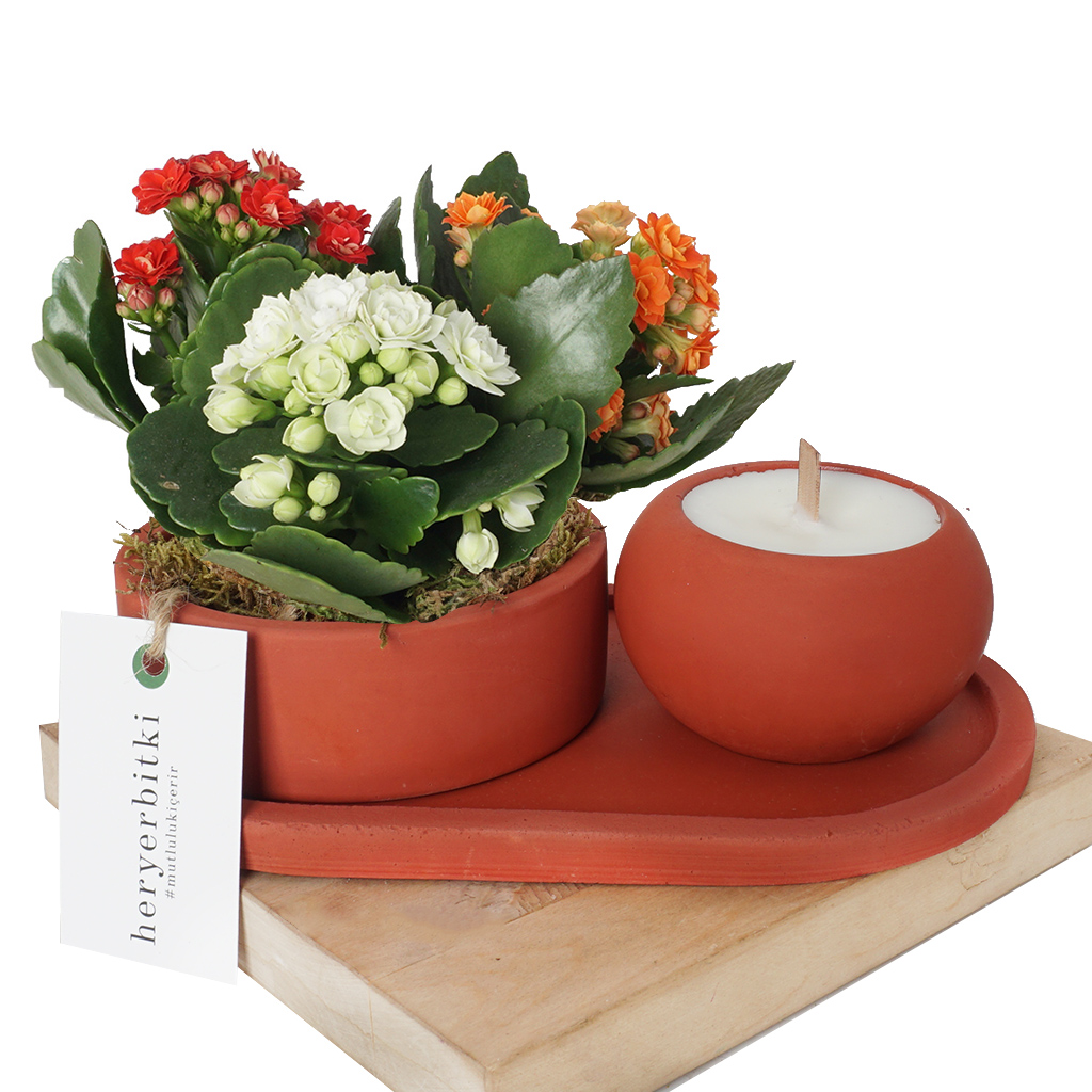 Candle & Plant Gift (Mum ve Çiçek Aranjman Seti)