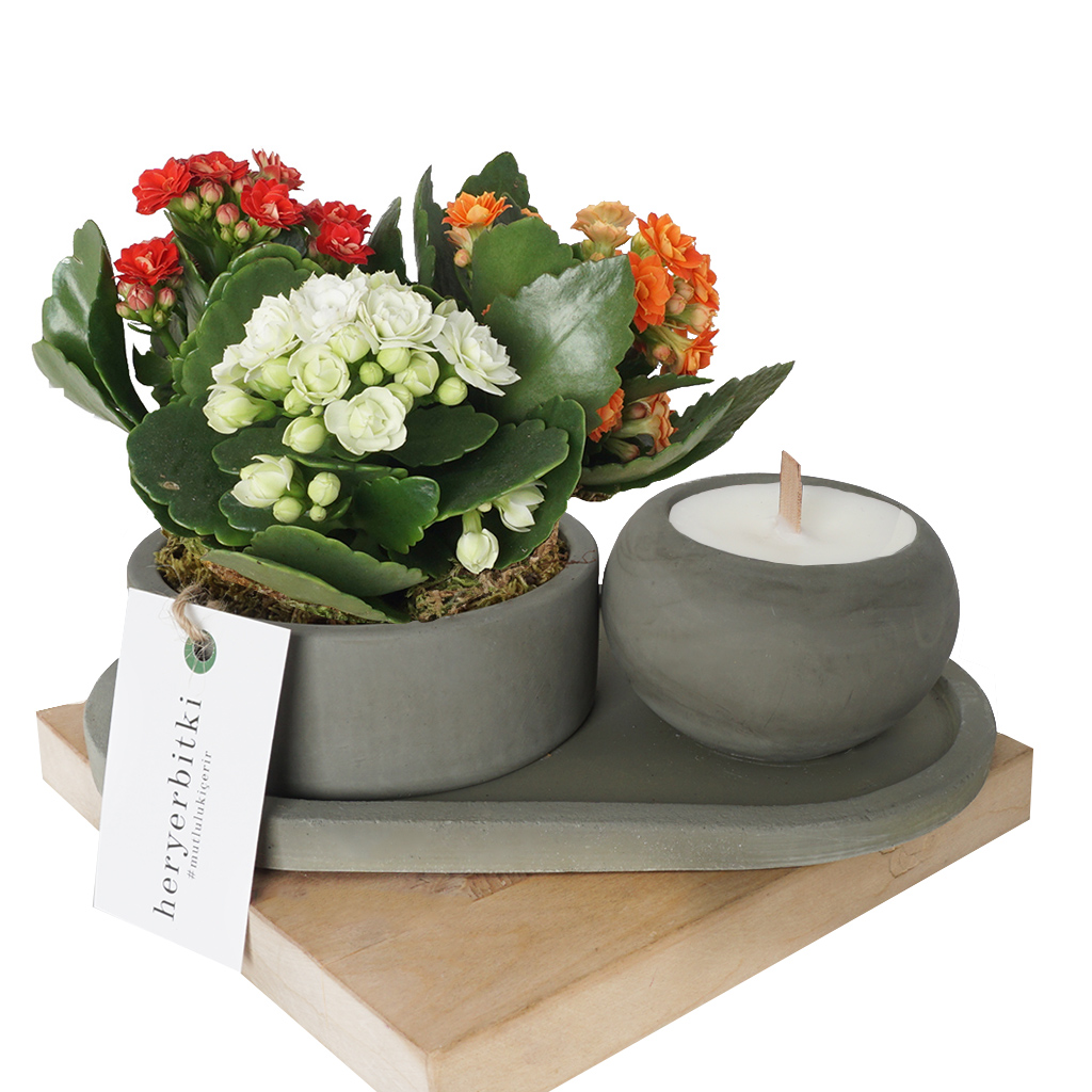 Candle & Plant Gift (Mum ve Çiçek Aranjman Seti)