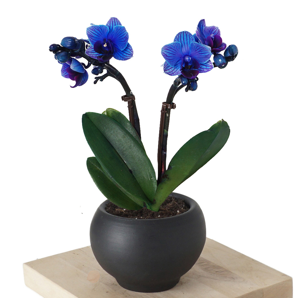 Blue Orchid (Mavi Orkide)