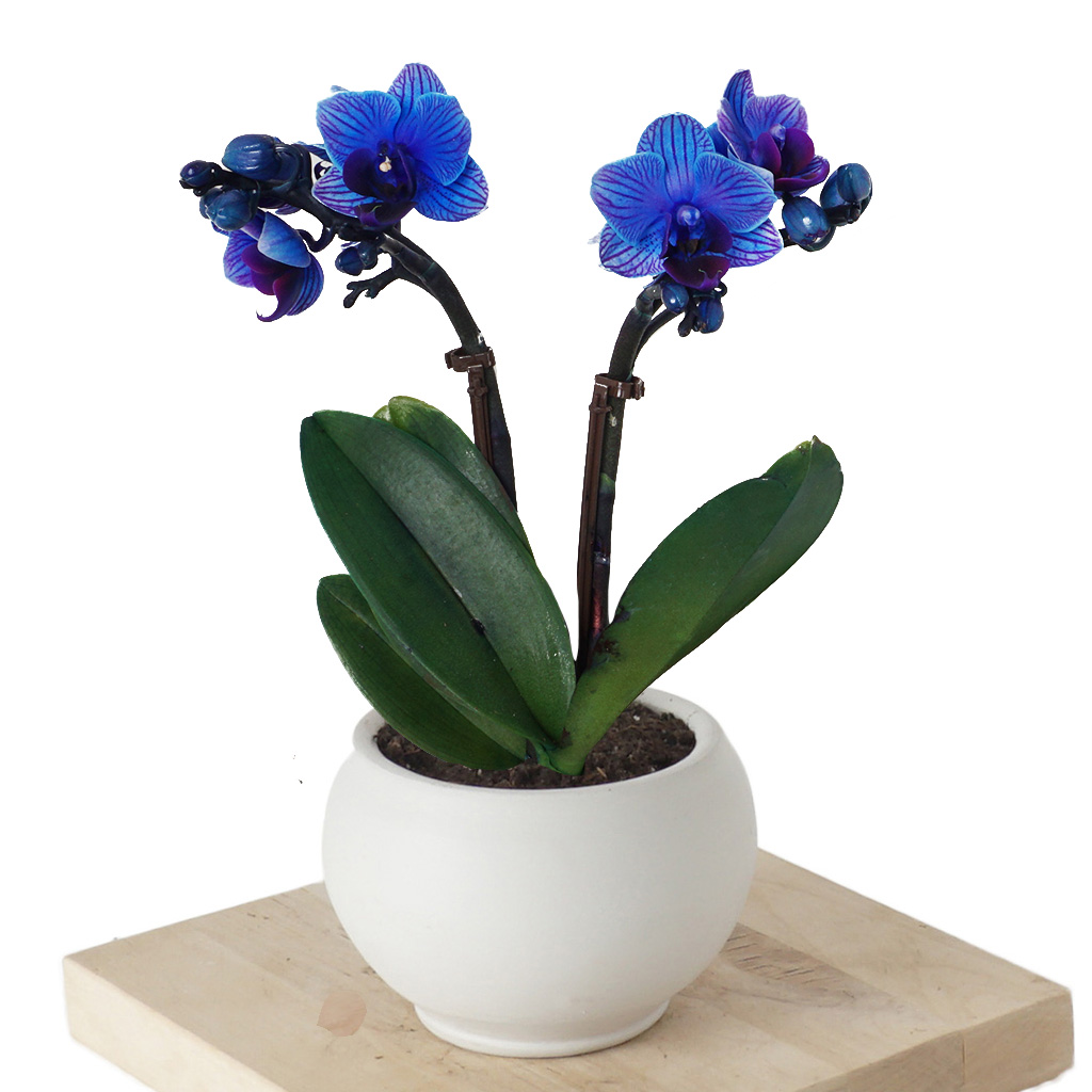 Blue Orchid (Mavi Orkide)