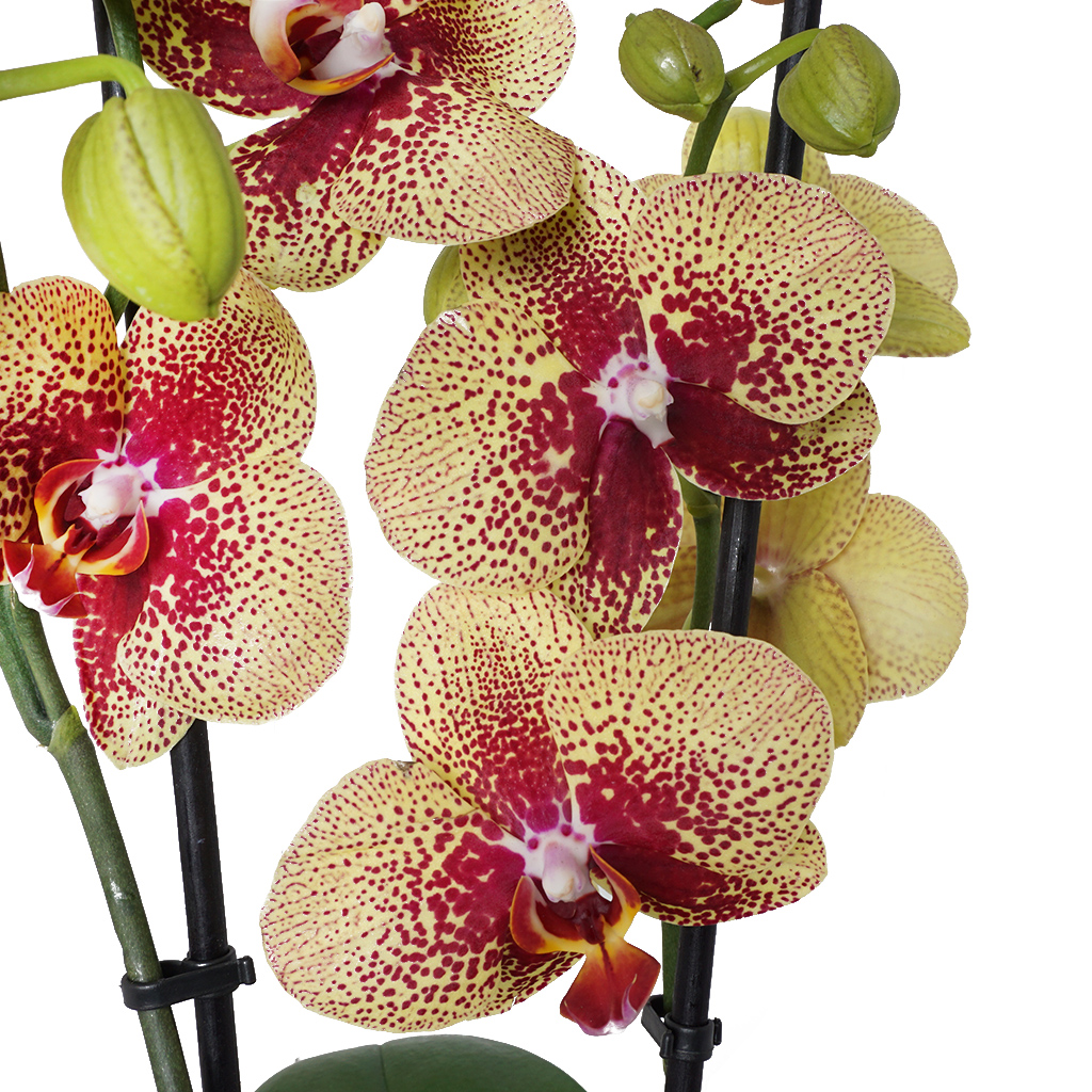 Special Orchid Gift(Tasarım Sarı Orkide)