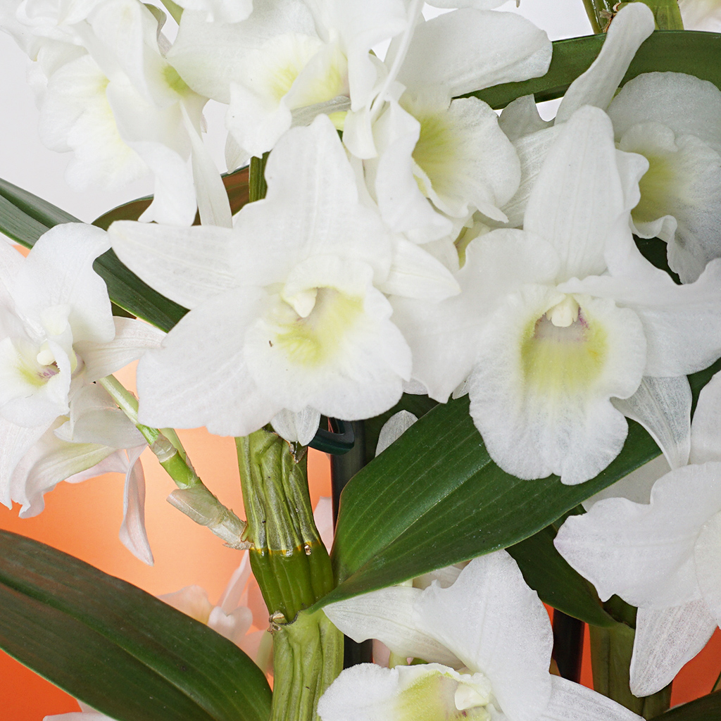 beyaz dendrobium orkide çiçeği