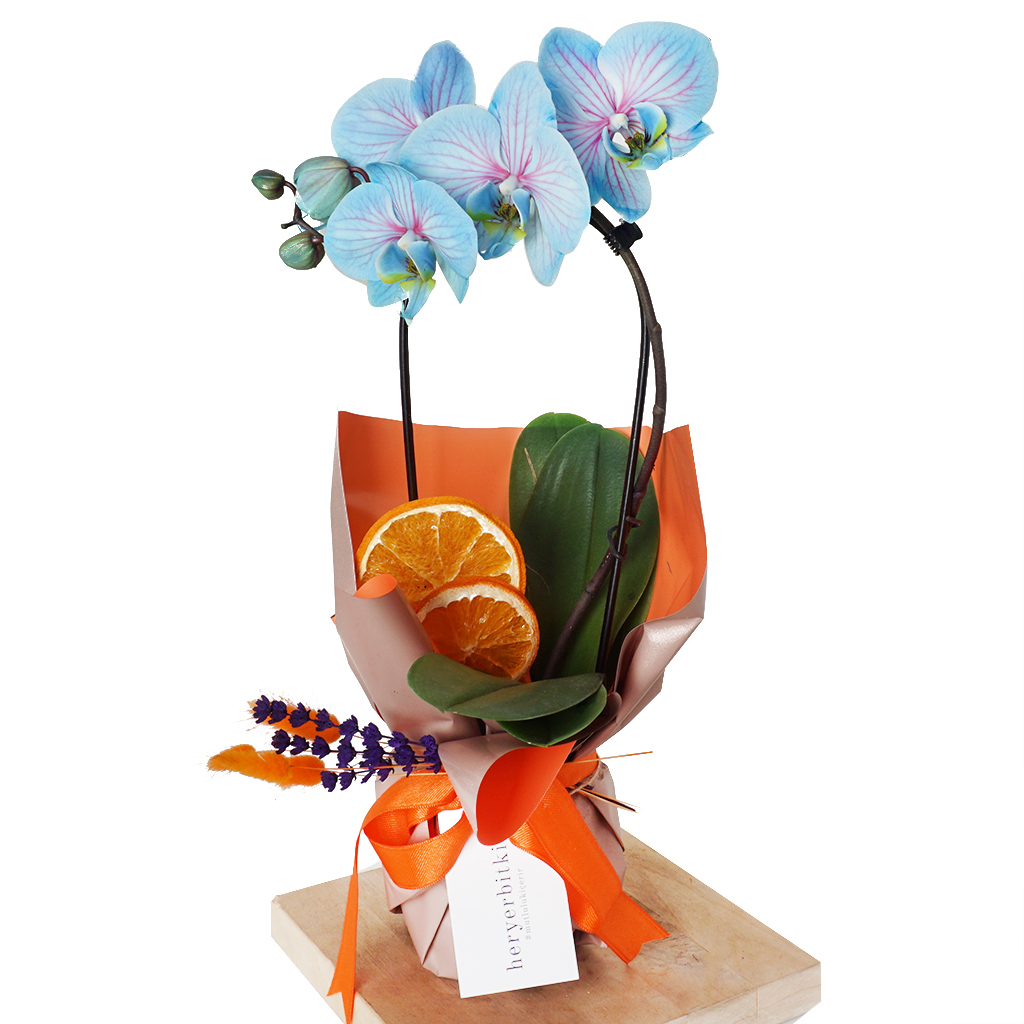 hediye paketi içerisinde mavi çember orkide