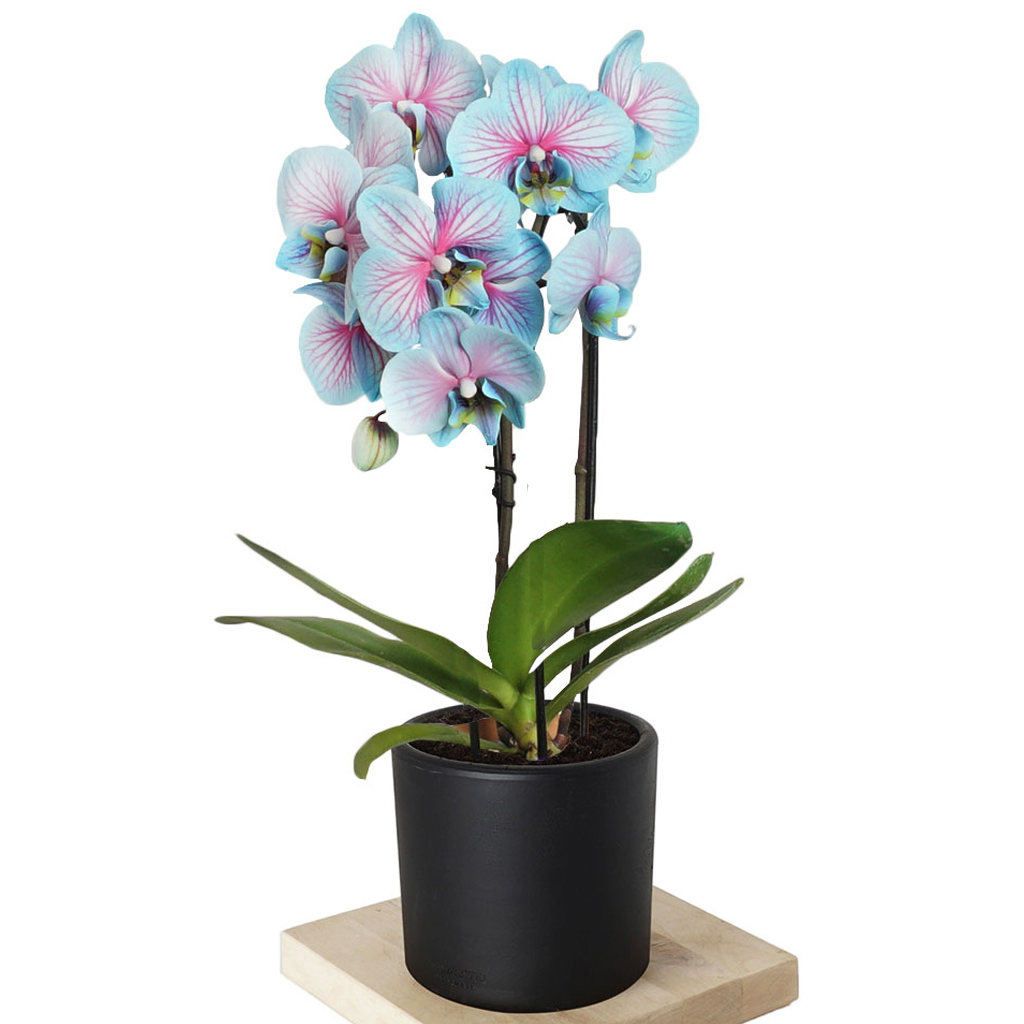 Round Blue Orchid (Alacalı Mavi Çember Orkide)