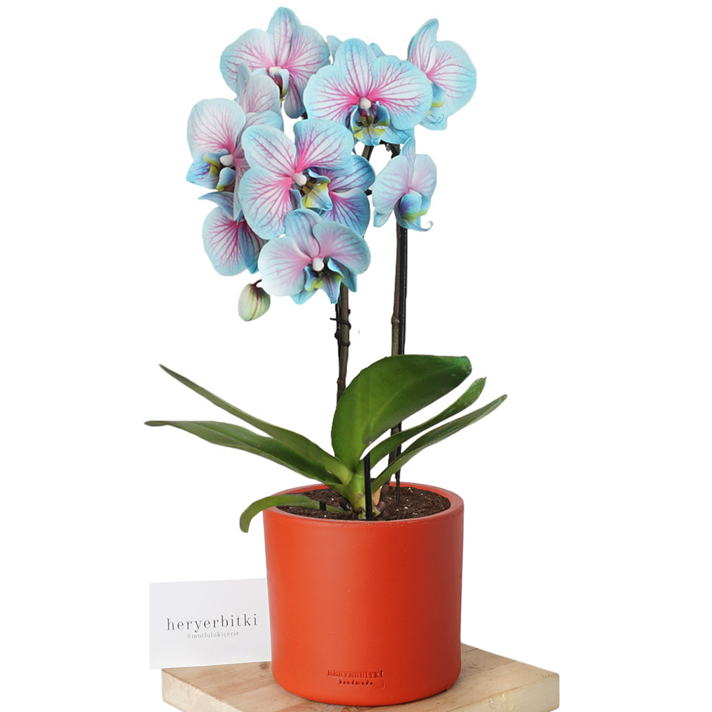 Round Blue Orchid (Alacalı Mavi Çember Orkide)