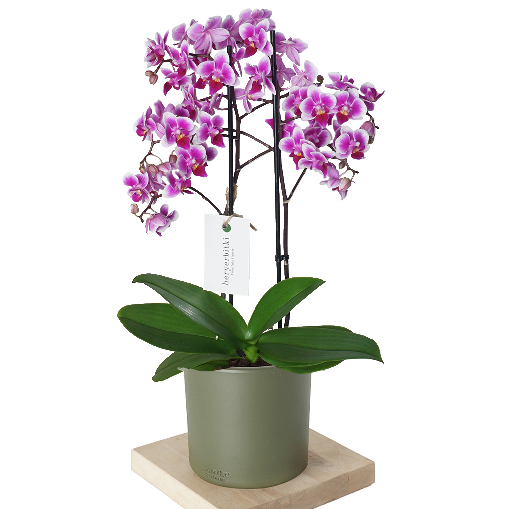 Dream Purple Orchid (Mor Orkide)