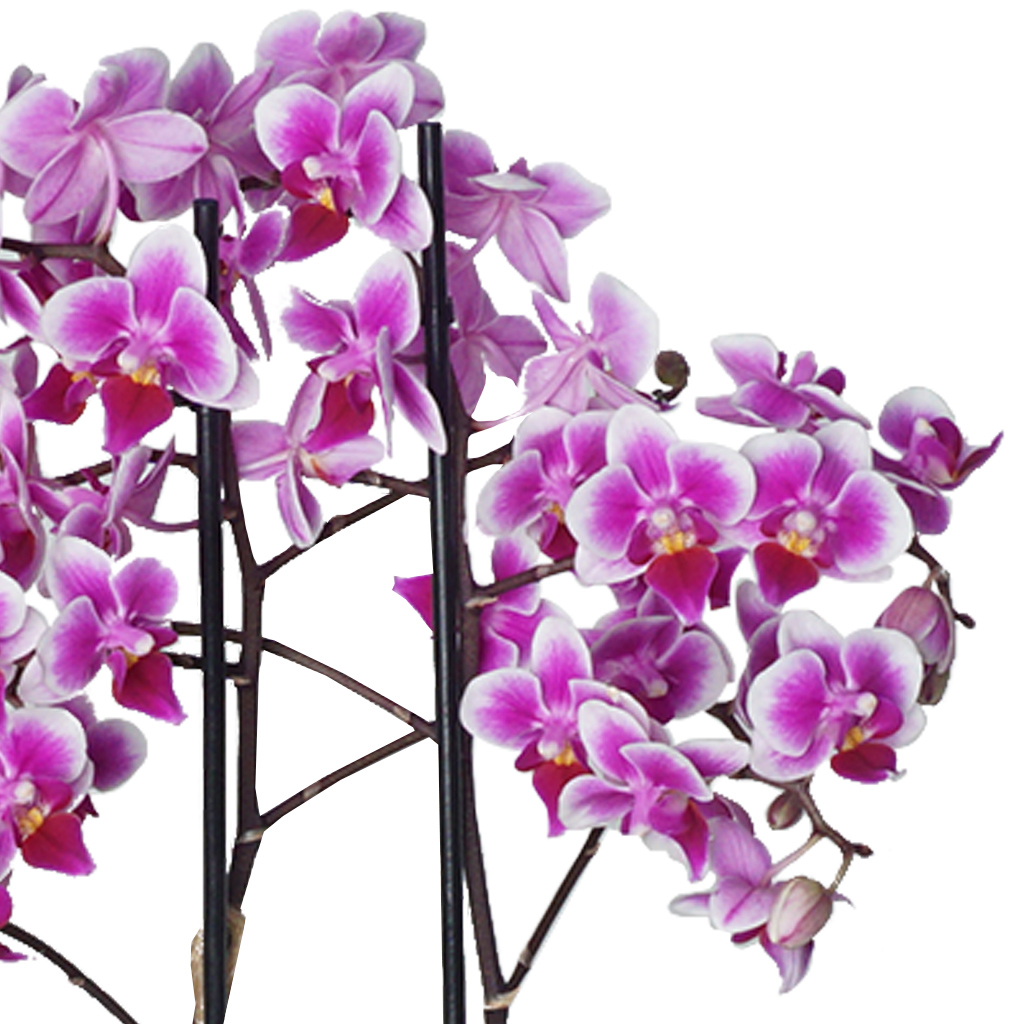 Dream Purple Orchid (Mor Orkide)