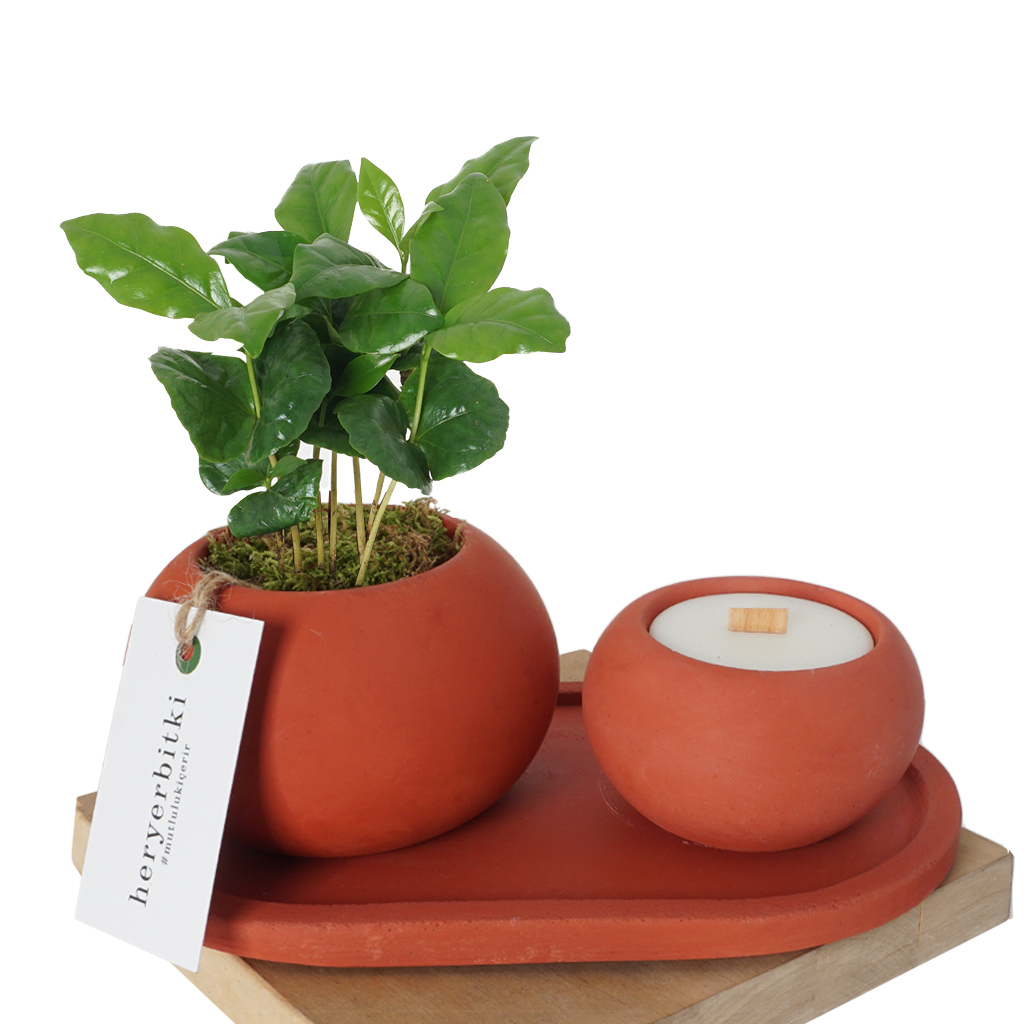 Candle & Plant Gift 6 (Mum ve Kahve Ağacı Aranjman Seti)