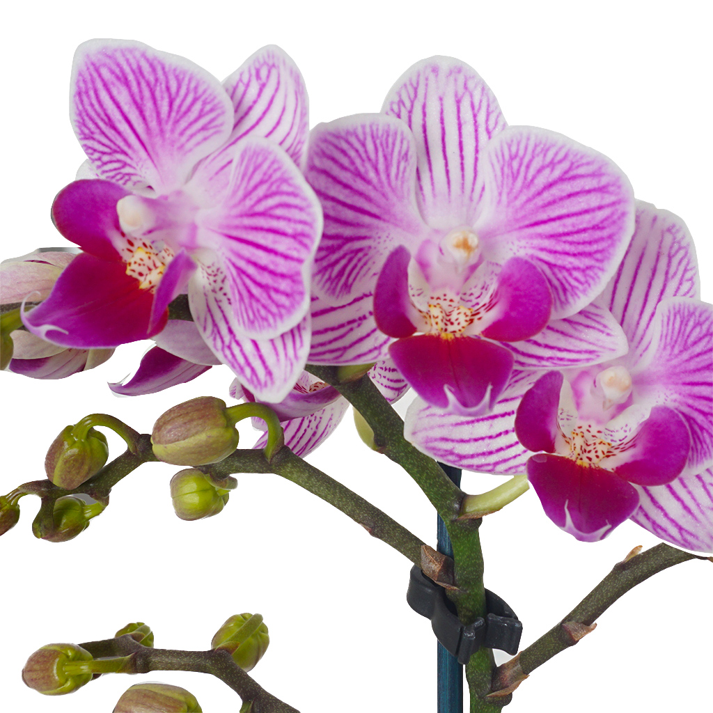 Pretty Orchid (Alacalı Pembe Orkide)