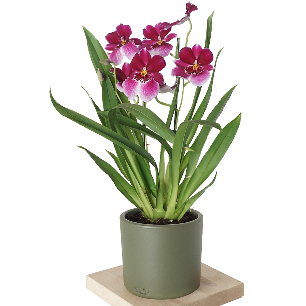 Phalaenopsis Miltonia (Özel Tür Orkide)