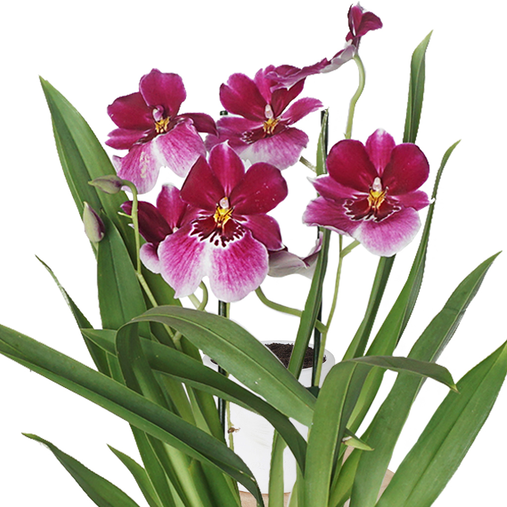 Phalaenopsis Miltonia (Özel Tür Orkide)