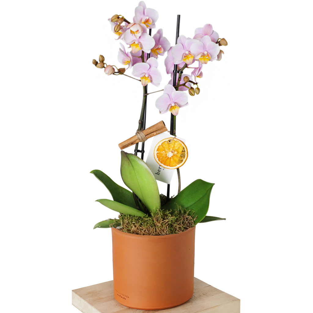 Best Orchid Soft Pink (Soft Pembe Orkide Aranjmanı)