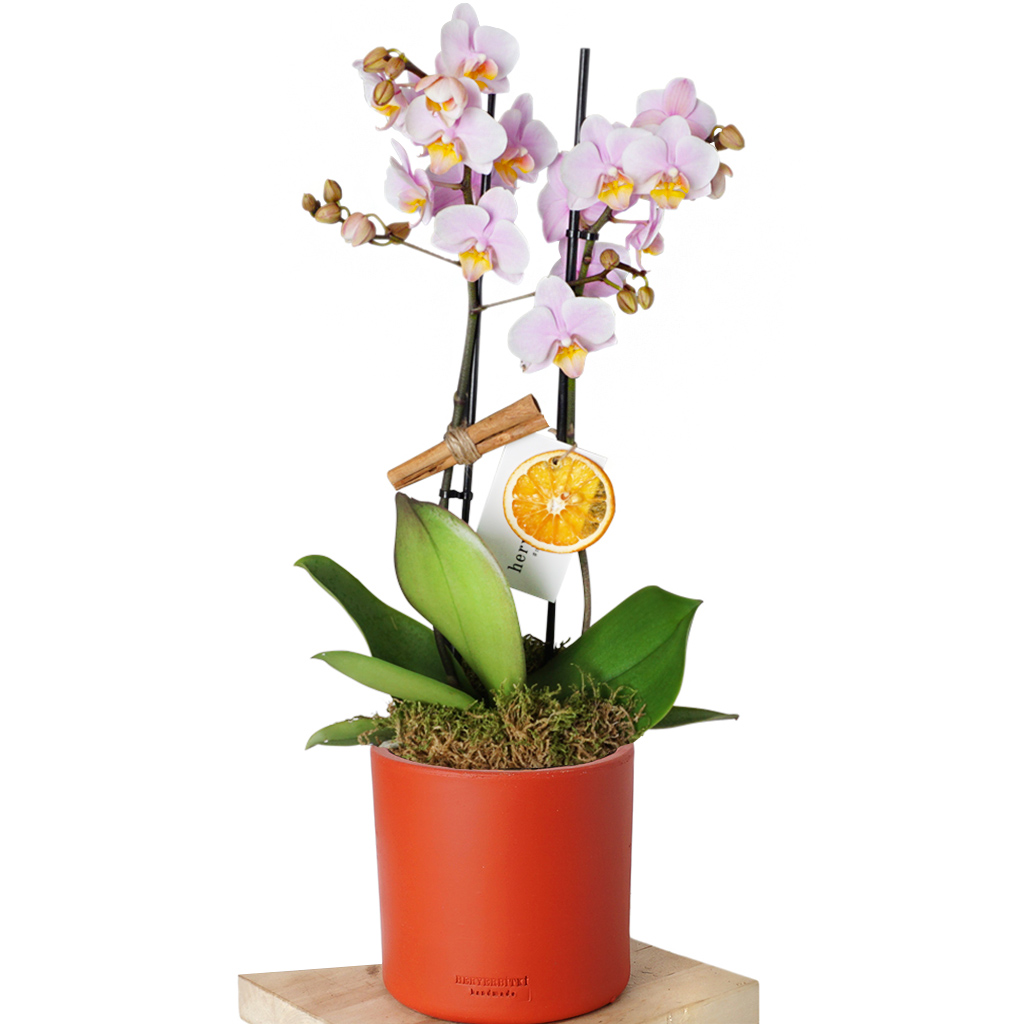Best Orchid Soft Pink (Soft Pembe Orkide Aranjmanı)