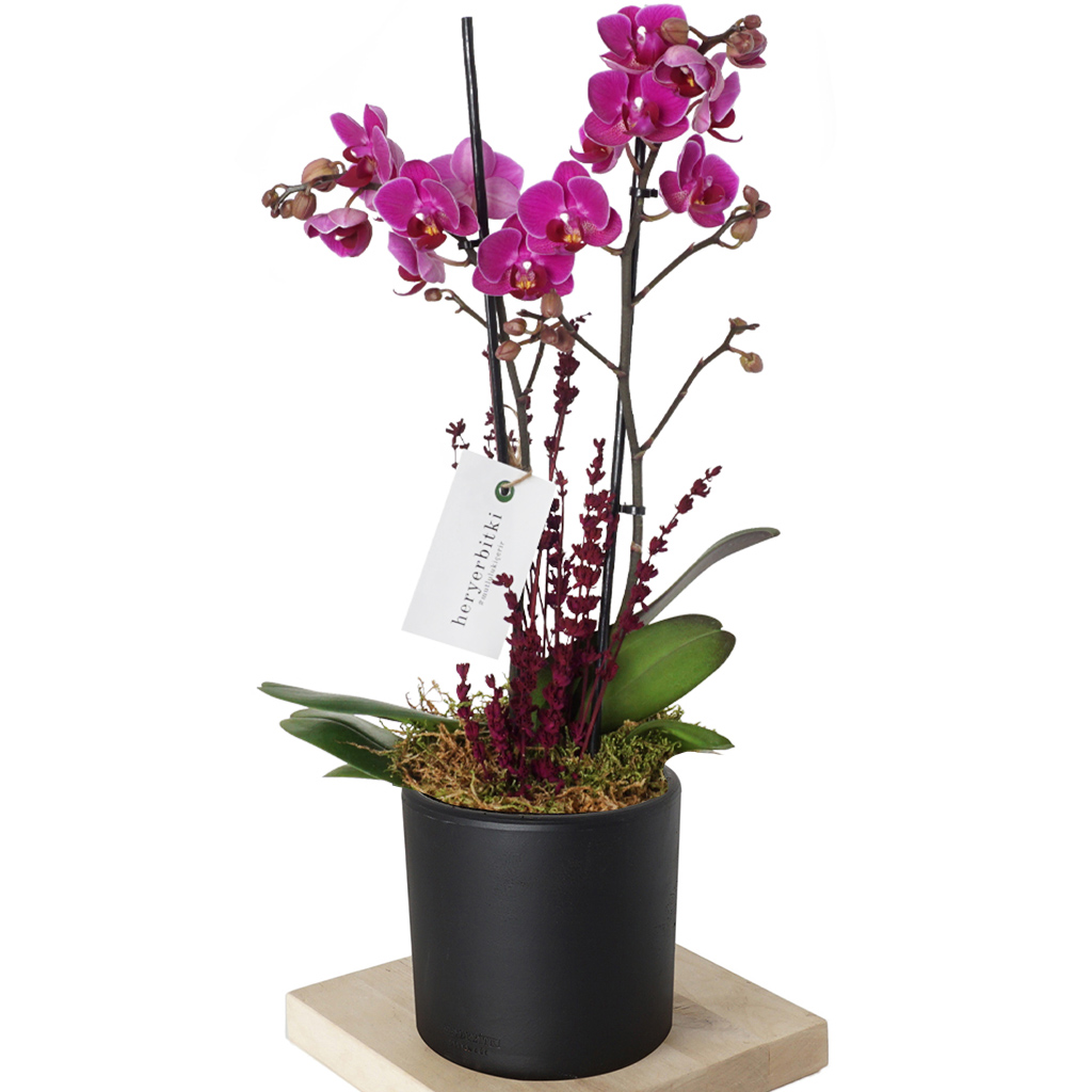 siyah saksıda mor orkide aranjmanı