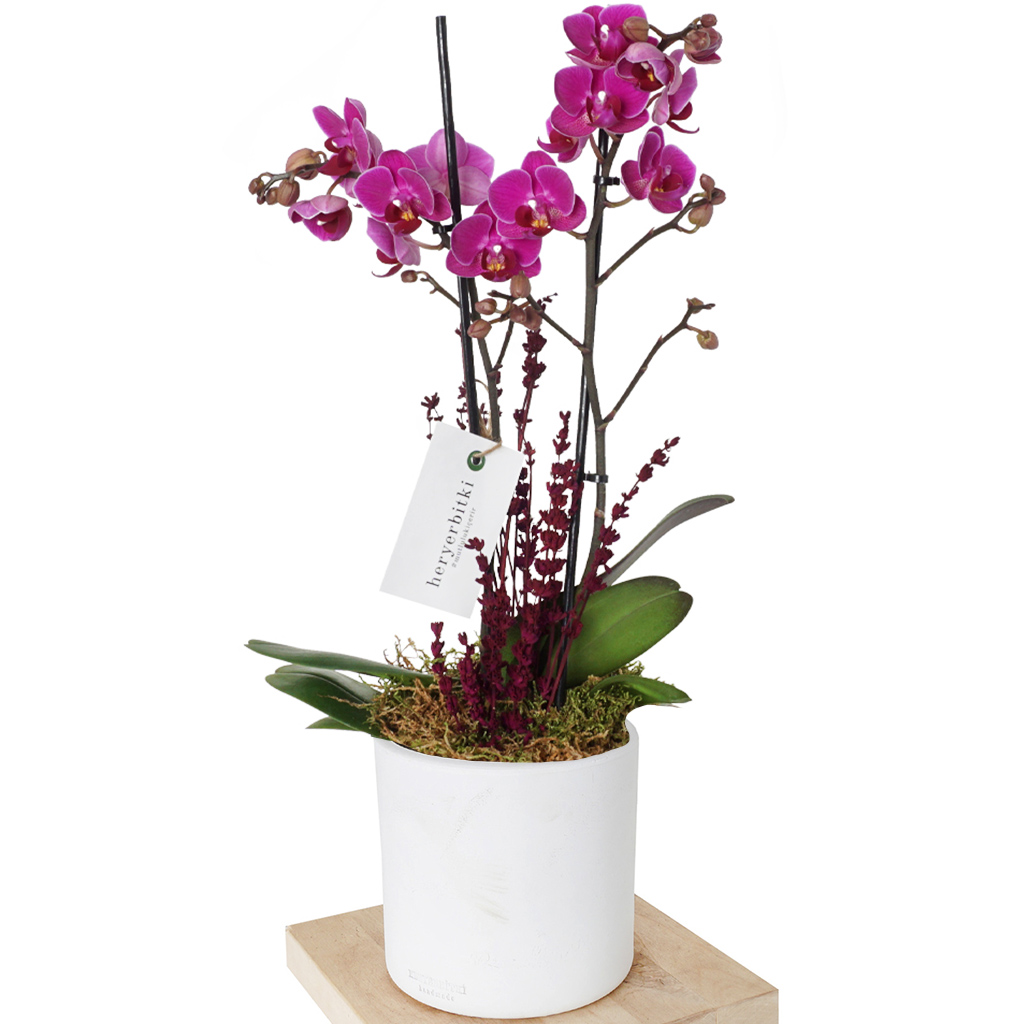 Best Orchid Purple (Mor Orkide Aranjmanı)