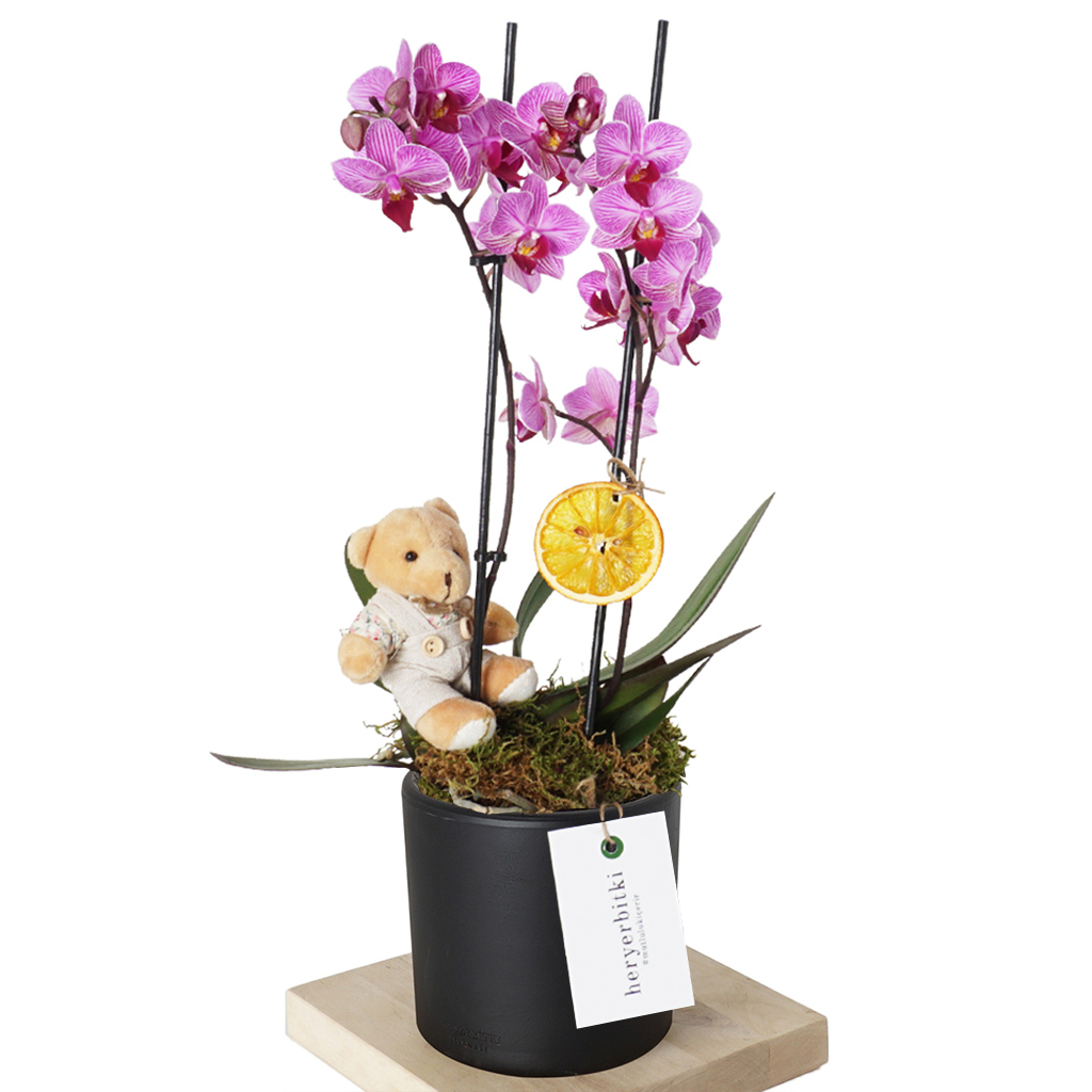 Best Sweet Orchid (Pembe Orkide Aranjmanı)