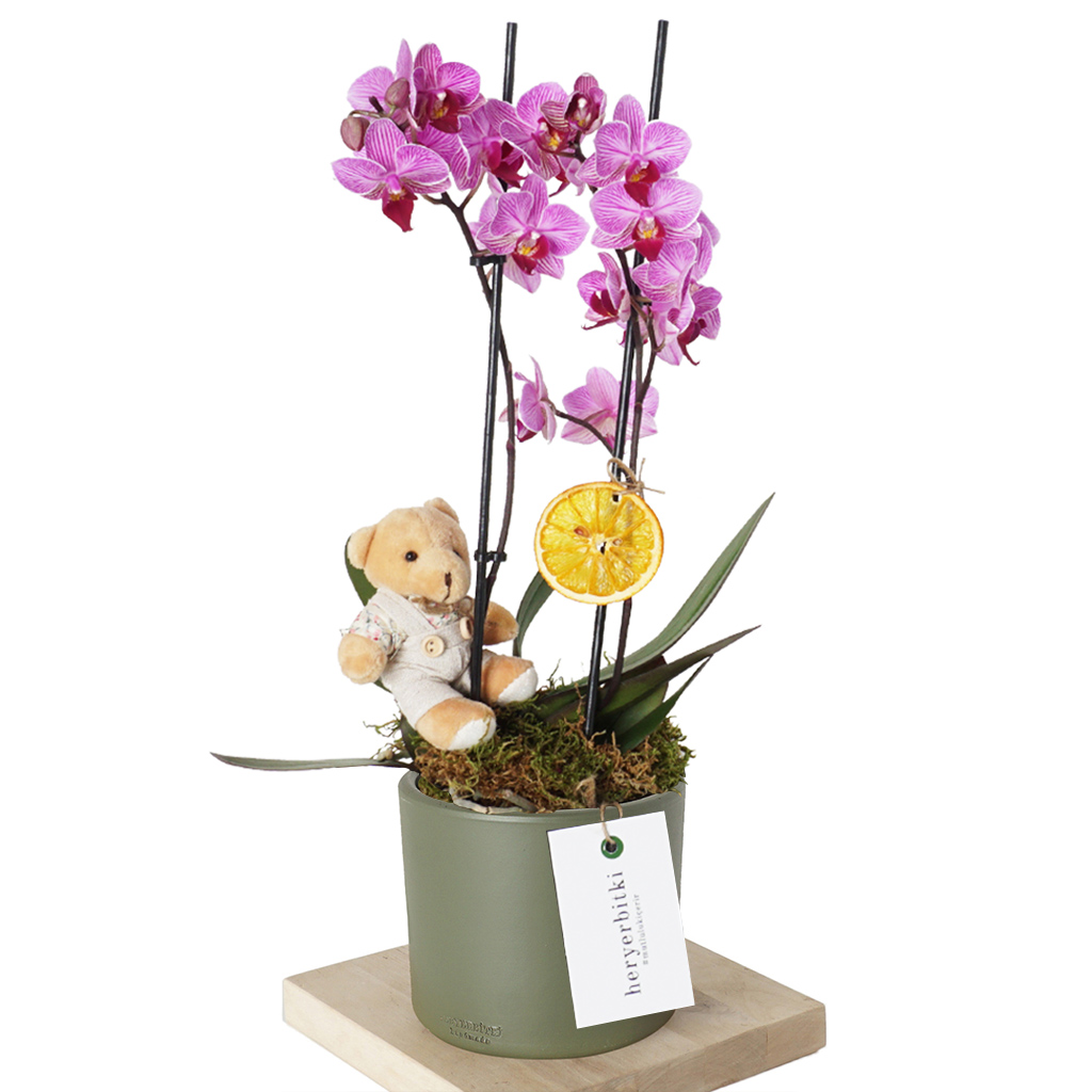 Best Sweet Orchid (Alacalı Orkide Aranjmanı)