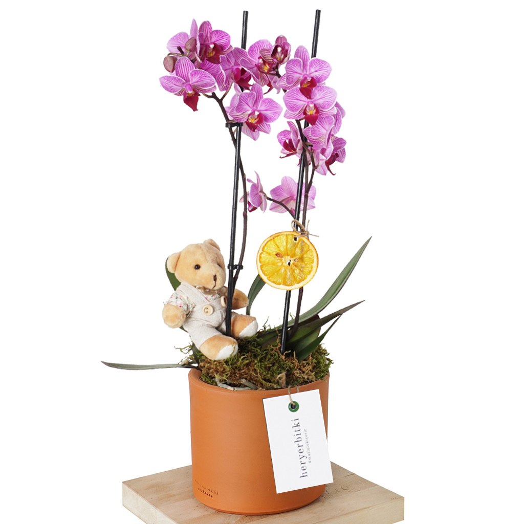 Best Sweet Orchid (Alacalı Orkide Aranjmanı)