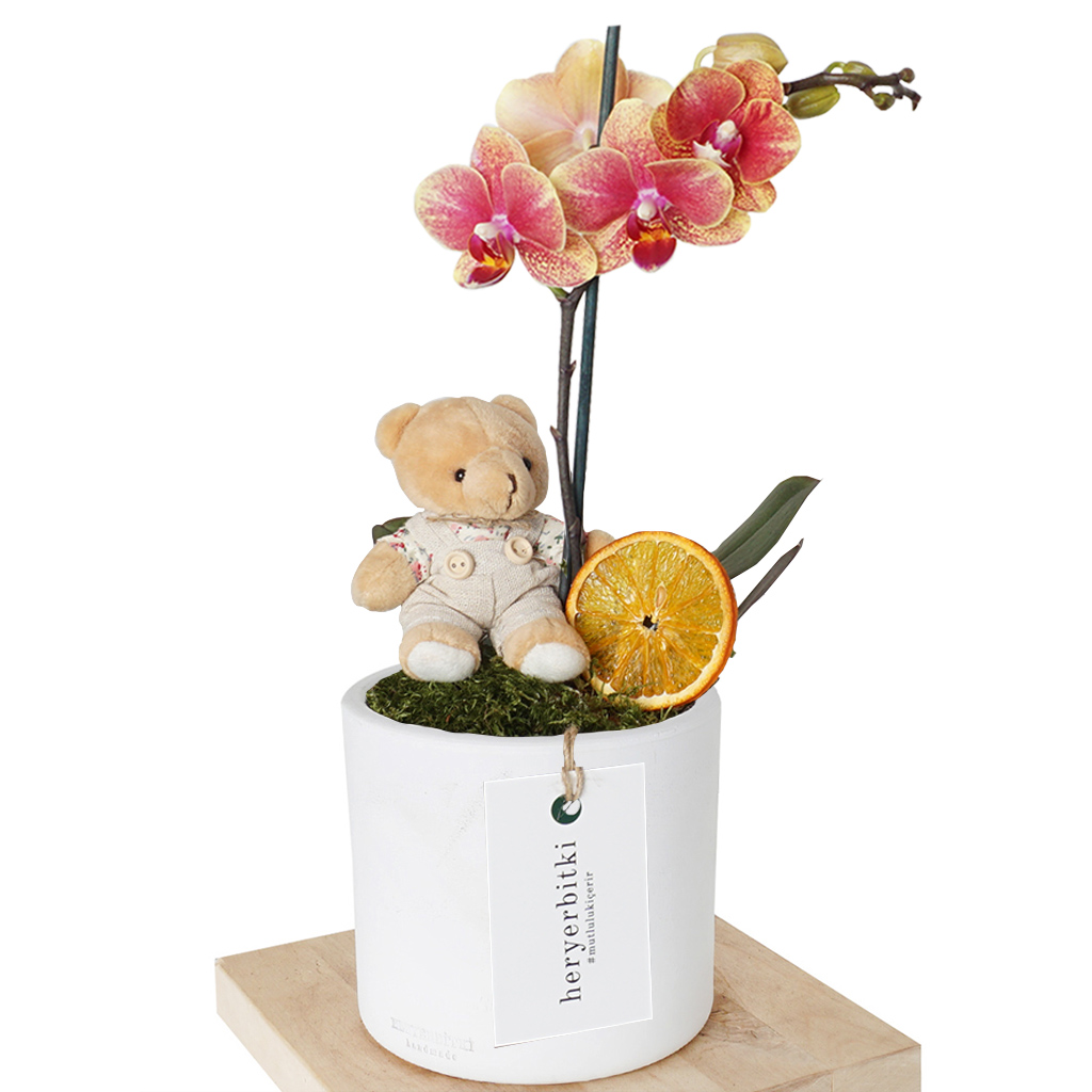 Gift Orchid (Orkide ve Sevimli Ayıcık Aranjmanı)