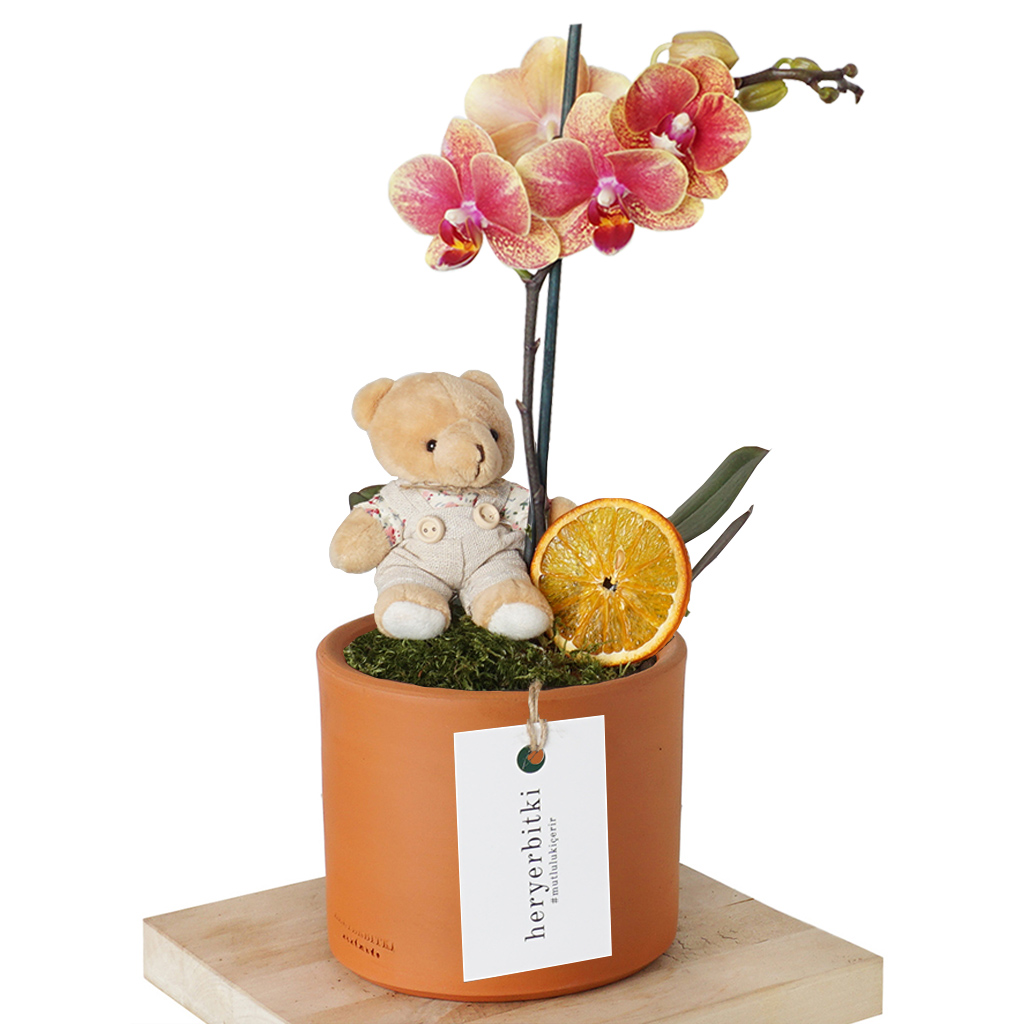 Gift Orchid (Orkide ve Sevimli Ayıcık Aranjmanı)
