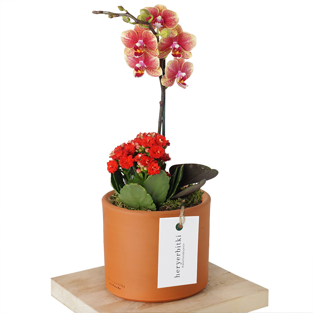 Coral Orchid Kalanchoe Gift (Coral Orkide ve Kalanşo Aranjmanı)
