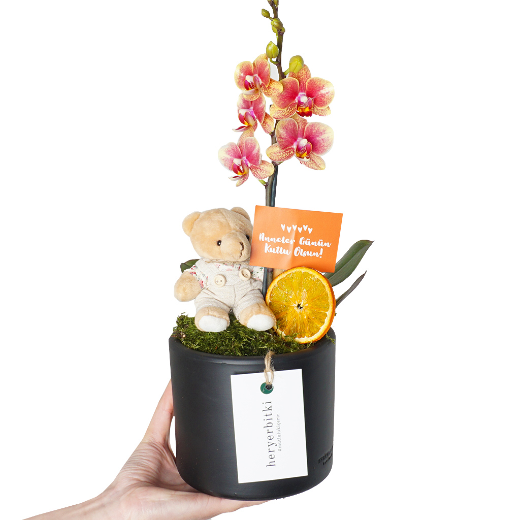 Sweet Orchid & Bear (Anneler Günü Orkidesi)