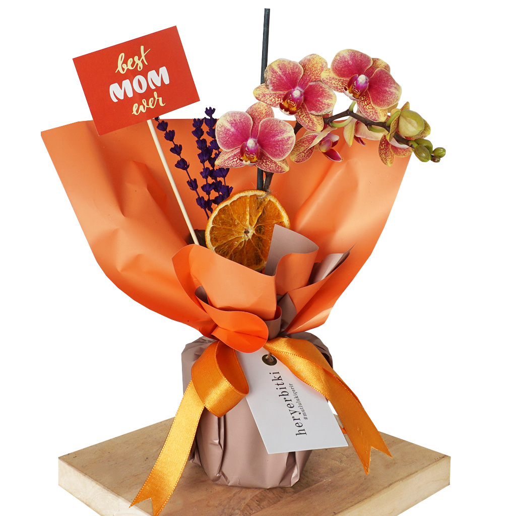 Coral Gift Mother's Day (Ateş Orkide Anneler Günü Orkidesi)
