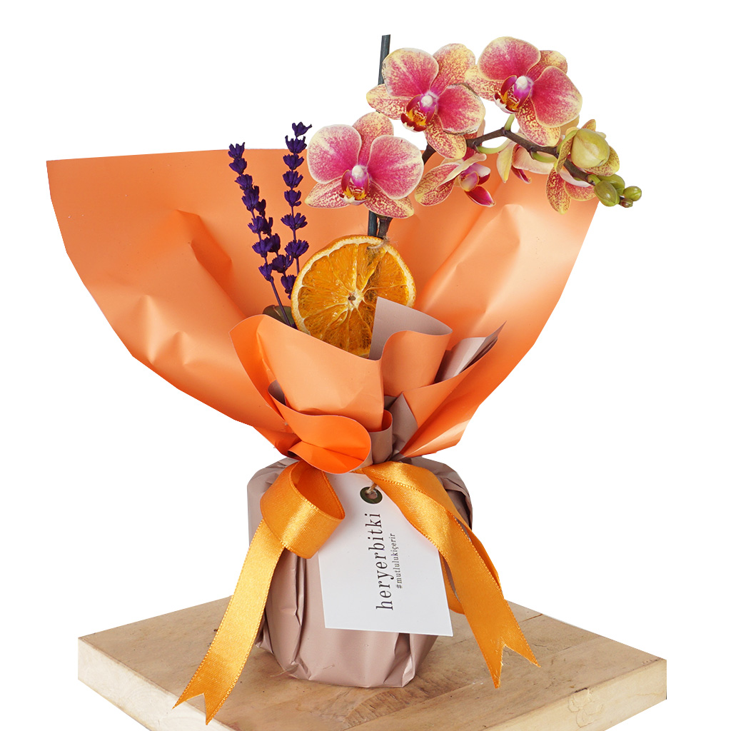 Phalaenopsis Coral Orchids Gift (Coral Orkide)