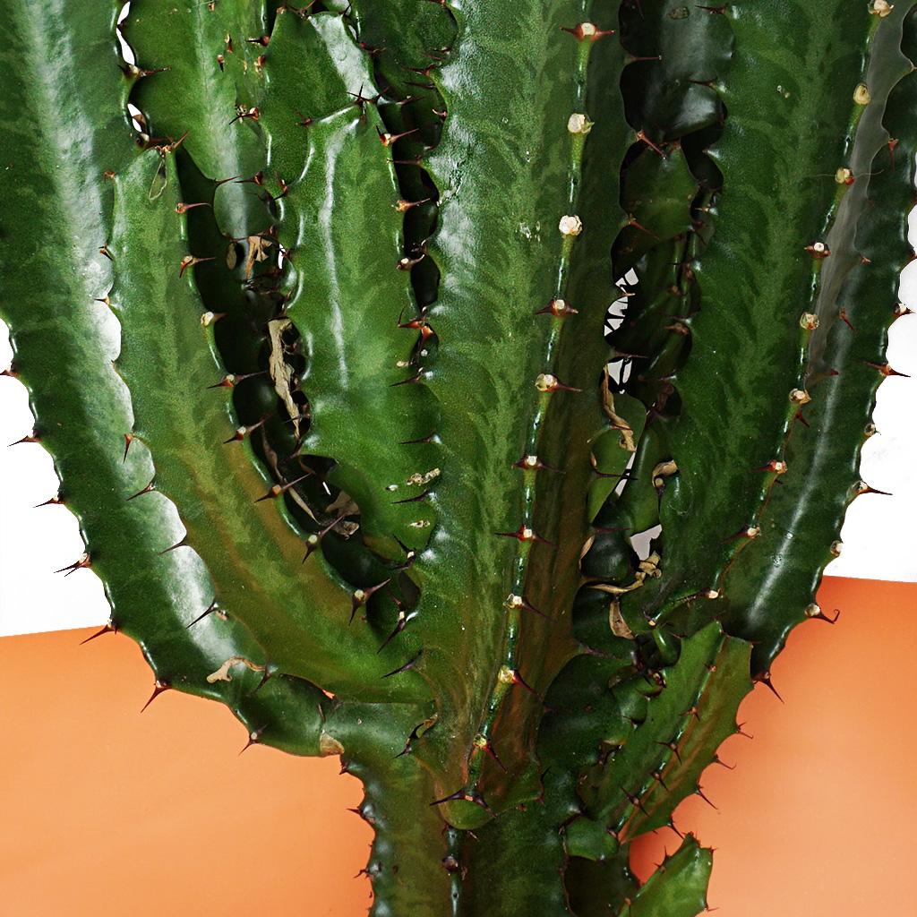 Euphorbia Green Gift (Yeşil Büyük Kaktüs)