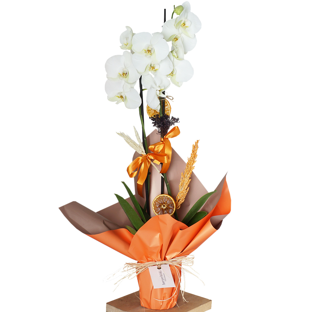 Pure Gift 2 (2 Dallı Beyaz Orkide)