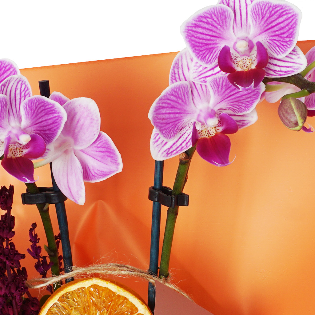 Special Orchid Gift (2 Dallı Orkide)