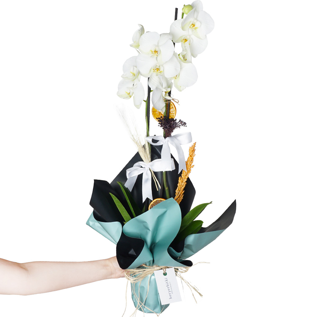 Pure Gift (2 Dallı Beyaz Orkide)