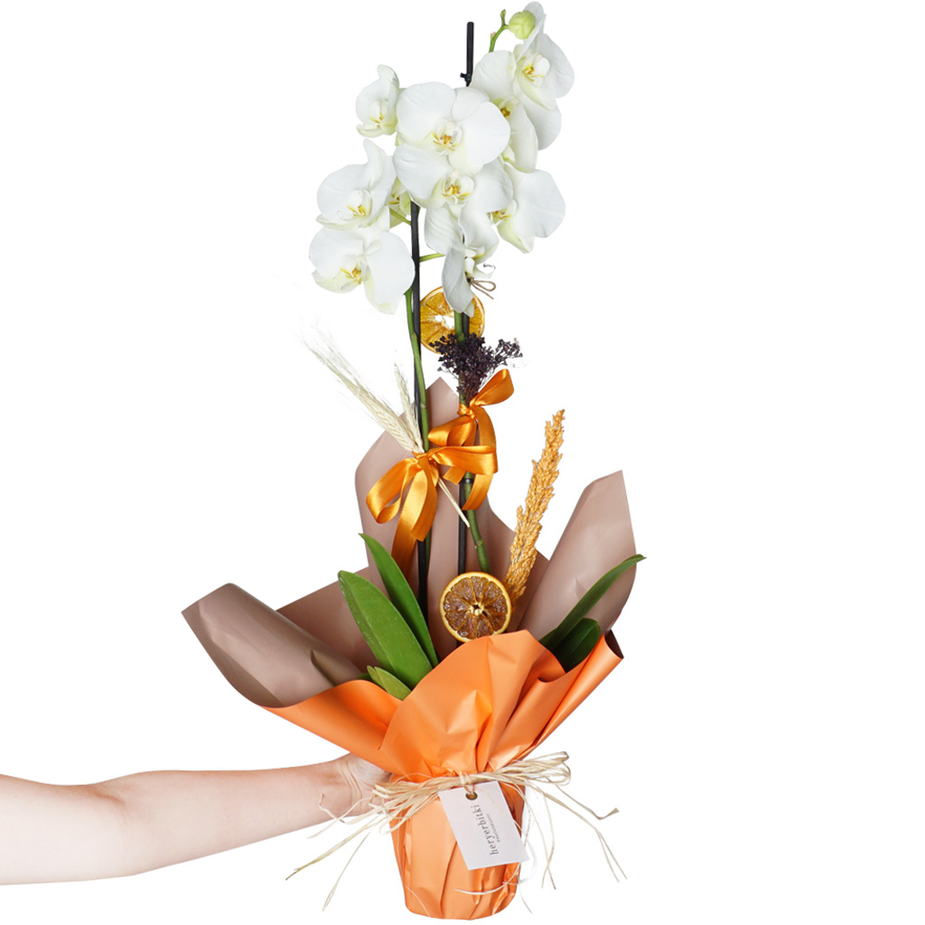 elde tutulan hediye paketli orkide