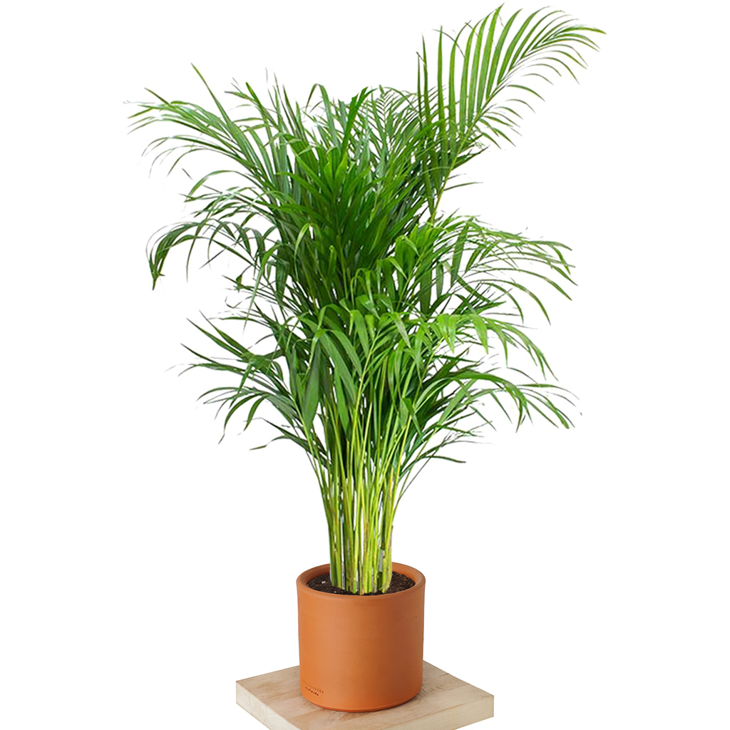 Areca Palm (Areka Palmiyesi 180-195cm)