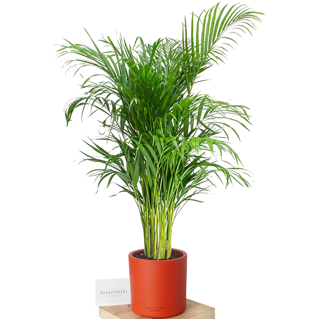 Areca Palm (Areka Palmiyesi 180-195cm)