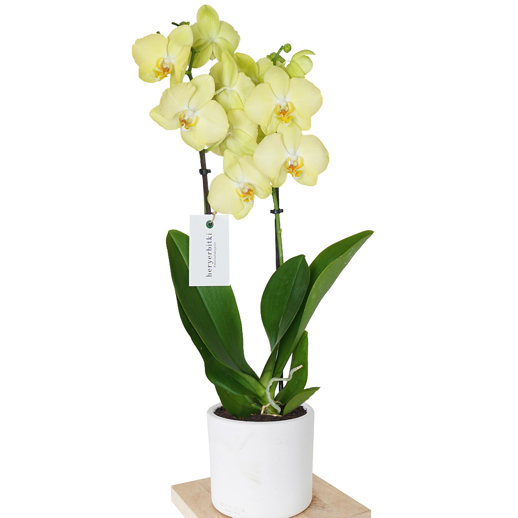 beyaz saksıda sarı orkide