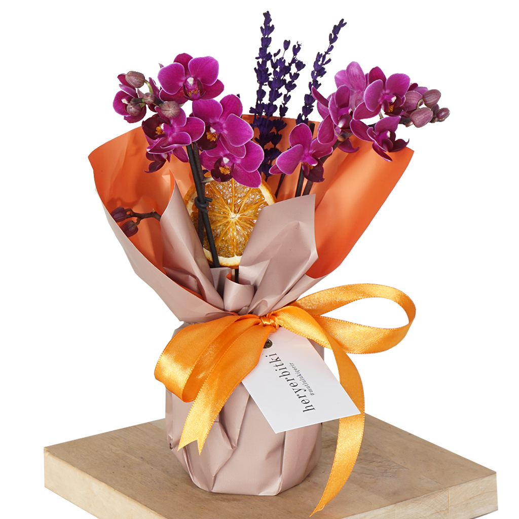 Phalaenopsis Purple Orchids Gift (Mor Orkide)