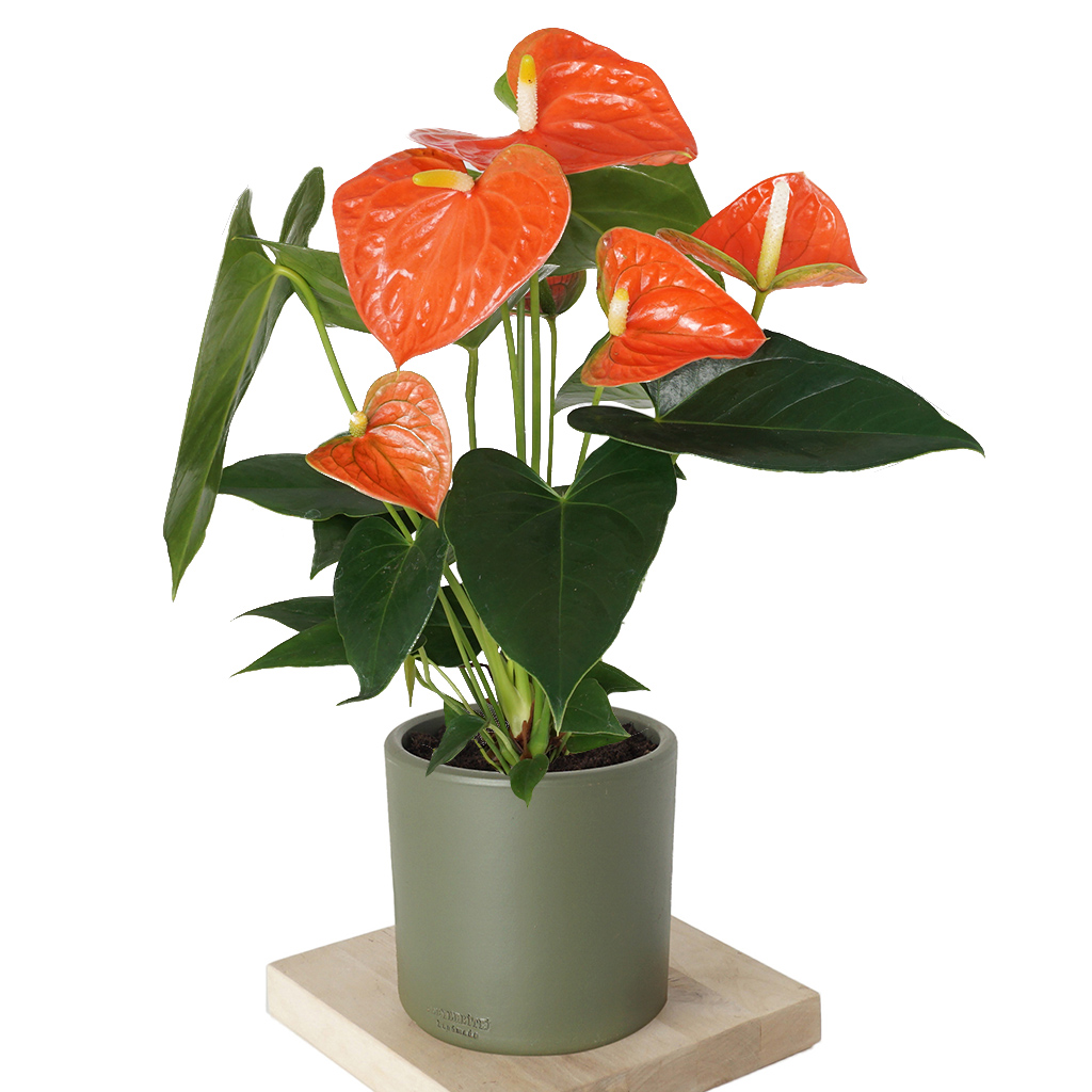 Anthurium Royal Orange (Turuncu Antoryum Bitkisi)