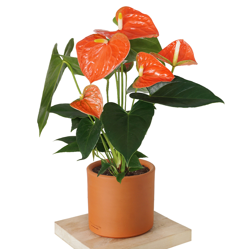 Anthurium Royal Orange (Turuncu Antoryum Bitkisi)