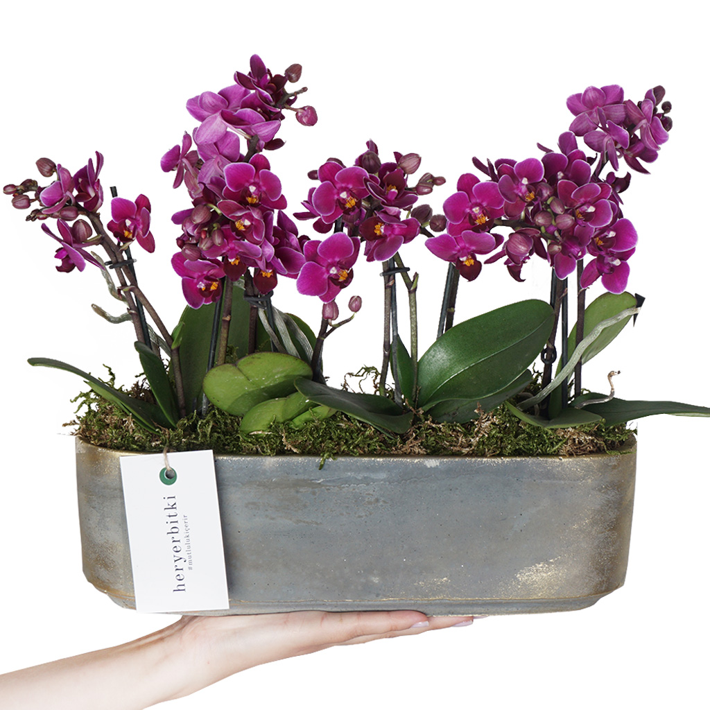8 dallı mor orkide aranjmanı